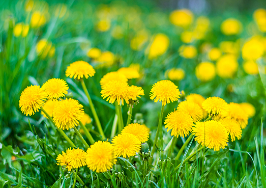 Dandelions